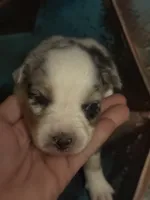 Cypress female #6, a female Australian Shepherd for sale in Punta Gorda, FL – 3 of 9