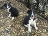 Sadie #4 , a female Australian Shepherd and Border Collie for sale in Punta Gorda, FL – 4 of 10