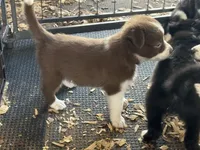 Sadie #5 mini red female, a female Australian Shepherd and Border Collie for sale in Punta Gorda, FL – 2 of 6