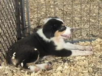 Cypress AKC Female #4, a female Australian Shepherd for sale in Punta Gorda, FL – 3 of 3