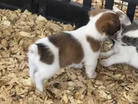 River male brown#5, a male Jack Russell Terrier for sale in Punta Gorda, FL – 3 of 3