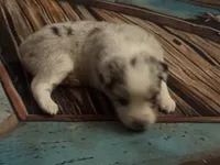 Cypress Female #5, a female Australian Shepherd for sale in Punta Gorda, FL – 2 of 8