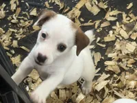 NKC REG Meena #5 girl, a male Jack Russell Terrier for sale in Punta Gorda, FL – 2 of 5