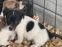 River male #4, a male Jack Russell Terrier for sale in Punta Gorda, FL – 3 of 5