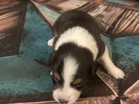 Cypress Female #3, a female Australian Shepherd for sale in Punta Gorda, FL – 2 of 4