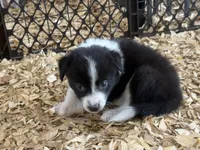 Sadie #4 , a female Australian Shepherd and Border Collie for sale in Punta Gorda, FL – 4 of 5
