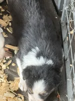 Cypress Female #4, a female Australian Shepherd for sale in Punta Gorda, FL – 4 of 5