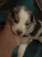 Cypress Male #1, a male Australian Shepherd for sale in Punta Gorda, FL – 7 of 7