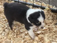 Cypress female #2, a female Australian Shepherd for sale in Punta Gorda, FL – 2 of 3