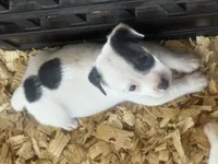 River male #4, a male Jack Russell Terrier for sale in Punta Gorda, FL – 2 of 4
