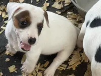 NKC REG Meena #4 Brn spotted, a male Jack Russell Terrier for sale in Punta Gorda, FL – 2 of 5