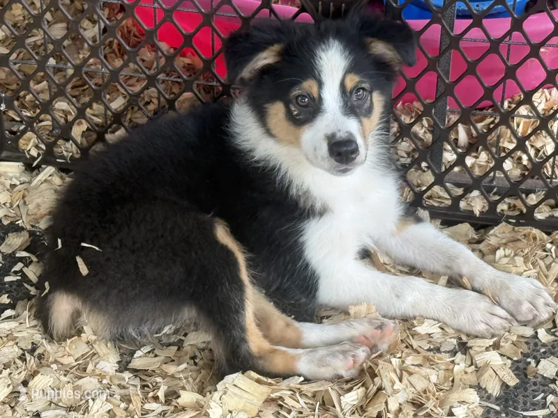 Cypress female #2 – Australian Shepherd puppy for sale in Punta Gorda, FL