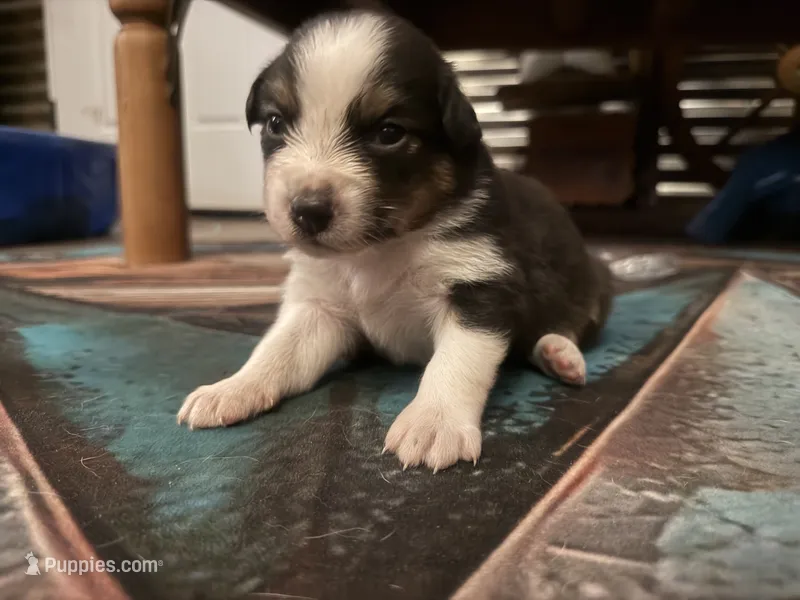 Cypress Female #4 – Australian Shepherd puppy for sale in Punta Gorda, FL