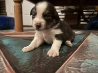 Cypress Female #4, a female Australian Shepherd for sale in Punta Gorda, FL – 1 of 6