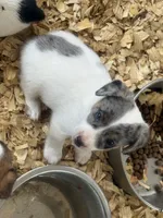 River male Merle #1, a male Parson Russell Terrier for sale in Punta Gorda, FL – 3 of 4