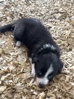 Sadie #7 mini male, a male Australian Shepherd and Border Collie for sale in Punta Gorda, FL – 2 of 8