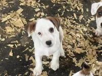 NKC REG Meena #5 girl, a female Jack Russell Terrier for sale in Punta Gorda, FL – 7 of 8