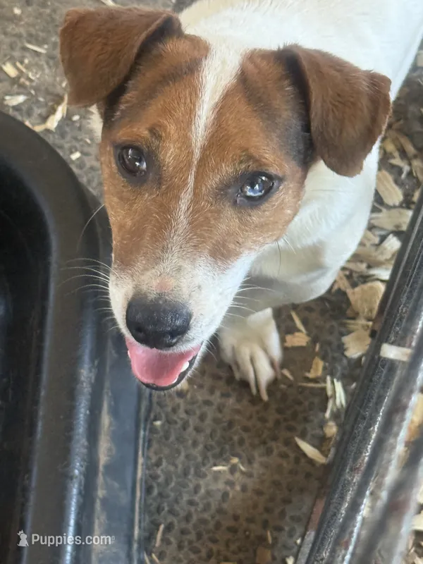 Boone – Jack Russell Terrier puppy for sale in Punta Gorda, FL