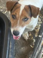 Boone, a male Jack Russell Terrier for sale in Punta Gorda, FL – 1 of 6