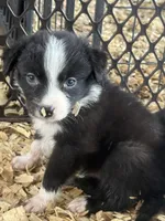Sadie #2 small girl, a female Australian Shepherd and Border Collie for sale in Punta Gorda, FL – 2 of 5