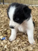 Sadie #8  split color eyes male , a male Australian Shepherd and Border Collie for sale in Punta Gorda, FL – 2 of 6