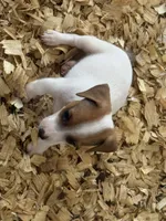 NKC REG Meena #3 Ben split face, a male Jack Russell Terrier for sale in Punta Gorda, FL – 6 of 6