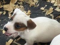NKC REG Meena #4 Brn spotted, a male Jack Russell Terrier for sale in Punta Gorda, FL – 3 of 5