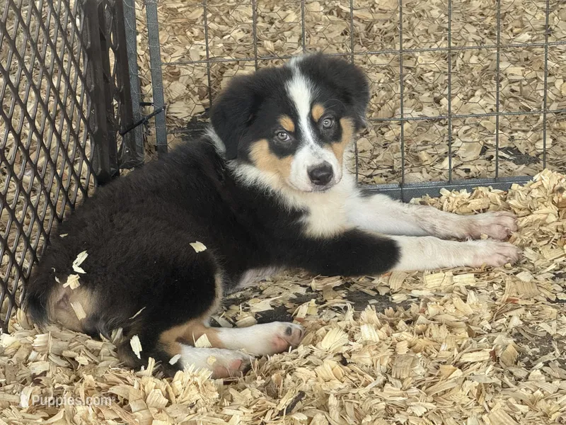Cypress Female #4 – Australian Shepherd puppy for sale in Punta Gorda, FL