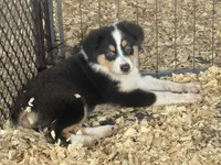 Cypress AKC Female #4, a female Australian Shepherd for sale in Punta Gorda, FL – 1 of 3