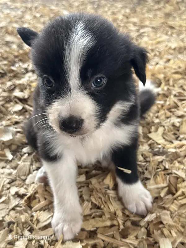 Sadie #7 mini male – Australian Shepherd, Border Collie puppy for sale in Punta Gorda, FL