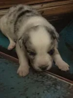 Cypress female #6, a female Australian Shepherd for sale in Punta Gorda, FL – 4 of 9