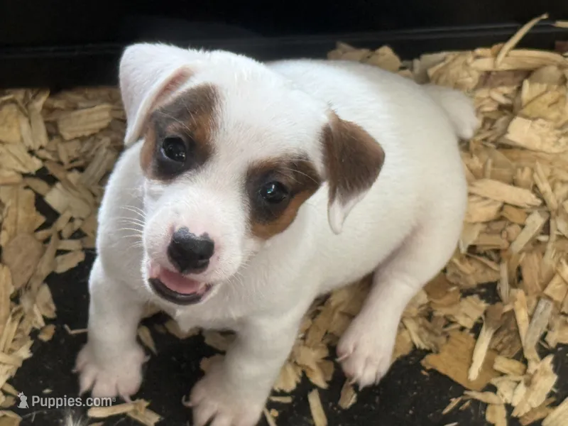 NKC REG Meena #4 Brn spotted – Jack Russell Terrier puppy for sale in Punta Gorda, FL