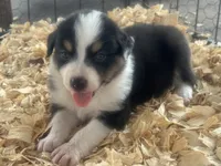 Cypress Female #1, a female Australian Shepherd for sale in Punta Gorda, FL – 2 of 5