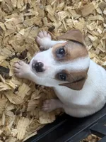 NKC REG Meena #3 Ben split face, a male Jack Russell Terrier for sale in Punta Gorda, FL – 3 of 6