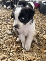 Sadie #8  split color eyes male , a male Australian Shepherd and Border Collie for sale in Punta Gorda, FL – 5 of 6