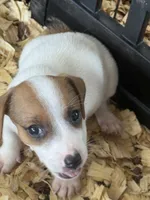 NKC REG Meena #3 Ben split face, a male Jack Russell Terrier for sale in Punta Gorda, FL – 2 of 6