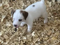 NKC REG Meena #5 girl, a male Jack Russell Terrier for sale in Punta Gorda, FL – 3 of 5