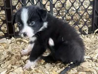 Sadie #2 small girl, a female Australian Shepherd and Border Collie for sale in Punta Gorda, FL – 4 of 5
