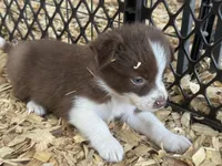 Sadie #5 mini red female, a female Australian Shepherd and Border Collie for sale in Punta Gorda, FL – 6 of 6