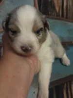 Cypress male #2, a male Australian Shepherd for sale in Punta Gorda, FL – 1 of 8