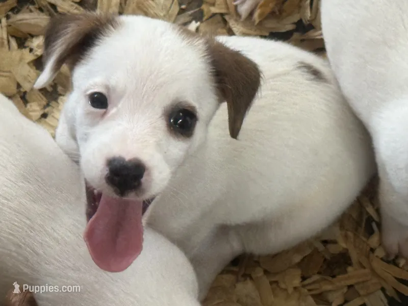 NKC REG Meena #5 girl – Jack Russell Terrier puppy for sale in Punta Gorda, FL