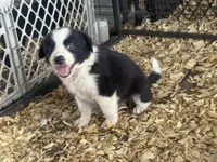 Sadie #3, a female Australian Shepherd and Border Collie for sale in Punta Gorda, FL – 5 of 6