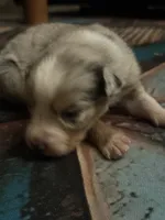 Cypress male #3, a male Australian Shepherd for sale in Punta Gorda, FL – 3 of 10