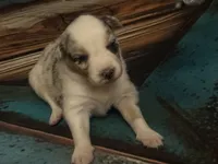 Cypress female #6, a female Australian Shepherd for sale in Punta Gorda, FL – 5 of 9