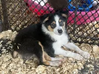 Cypress AKC female #2, a female Australian Shepherd for sale in Punta Gorda, FL – 3 of 3