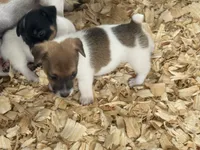  Heifer female #2 brown, a female Jack Russell Terrier for sale in Punta Gorda, FL – 2 of 5