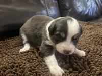 Cypress female #2, a female Australian Shepherd for sale in Punta Gorda, FL – 2 of 5