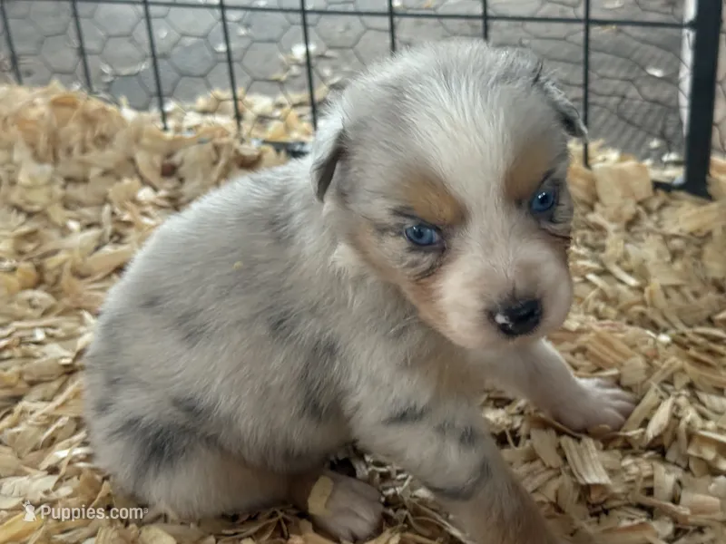 Cypress male #3 – Australian Shepherd puppy for sale in Punta Gorda, FL