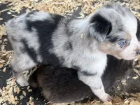 Cypress Male #1, a male Australian Shepherd for sale in Punta Gorda, FL – 4 of 6