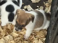  Heifer female #2 brown, a female Jack Russell Terrier for sale in Punta Gorda, FL – 3 of 5